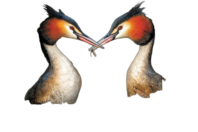 Courting Grebes Vinyl Car Decal Sticker – Waterproof & UV-Resistant 