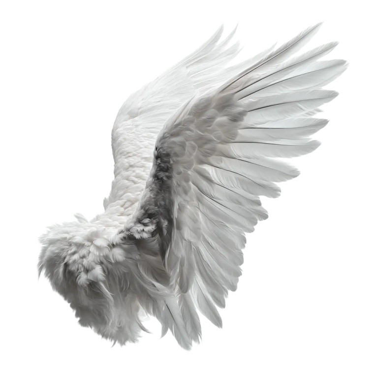 White Simple Wing Vinyl Car Decal Sticker – Waterproof & UV-Resistant 