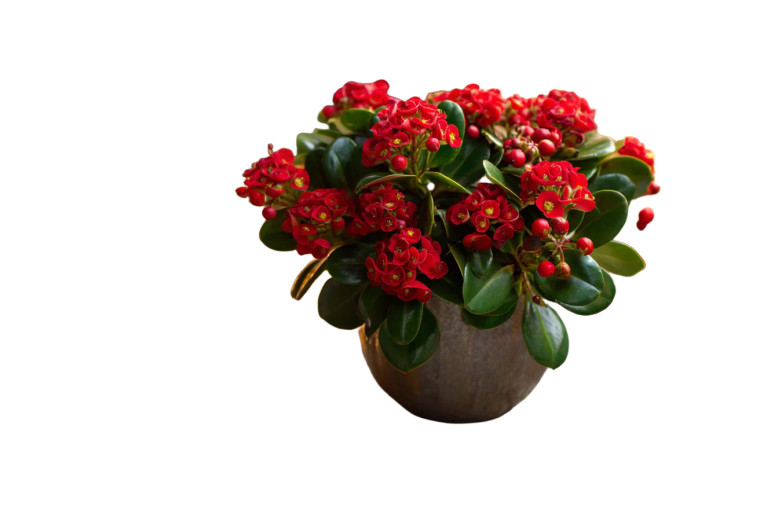 Festive Euphorbia Arrangement Vinyl Car Decal Sticker – Waterproof & UV-Resistant 