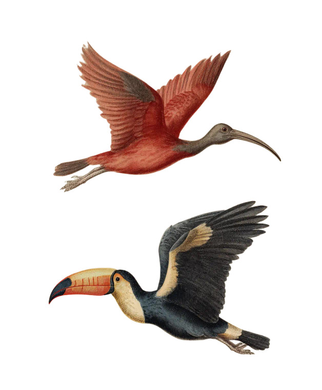 Tropical Birds Flight Vinyl Car Decal Sticker – Waterproof & UV-Resistant 