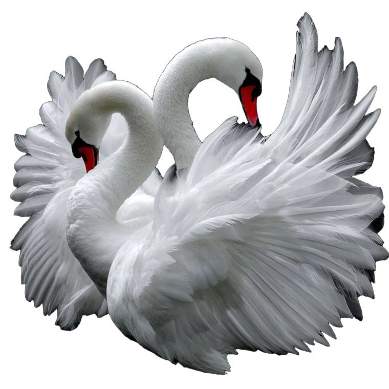 White Swans Fluttering Vinyl Car Decal Sticker – Waterproof & UV-Resistant 
