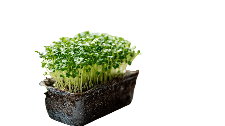 Growing Microgreens Vinyl Car Decal Sticker – Waterproof & UV-Resistant 