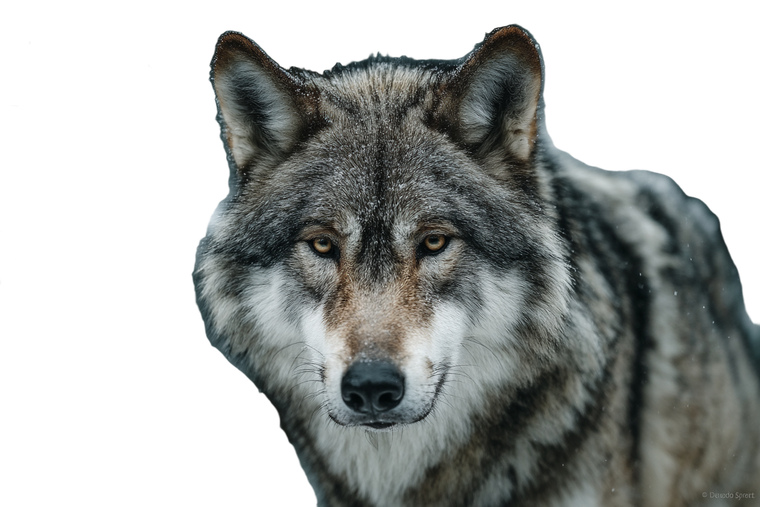Proud Wise Wolf Vinyl Car Decal Sticker – Waterproof & UV-Resistant 