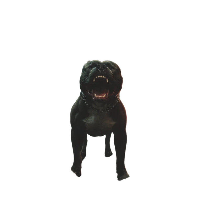 Fierce Pitbull Vinyl Car Decal Sticker – Waterproof & UV-Resistant 