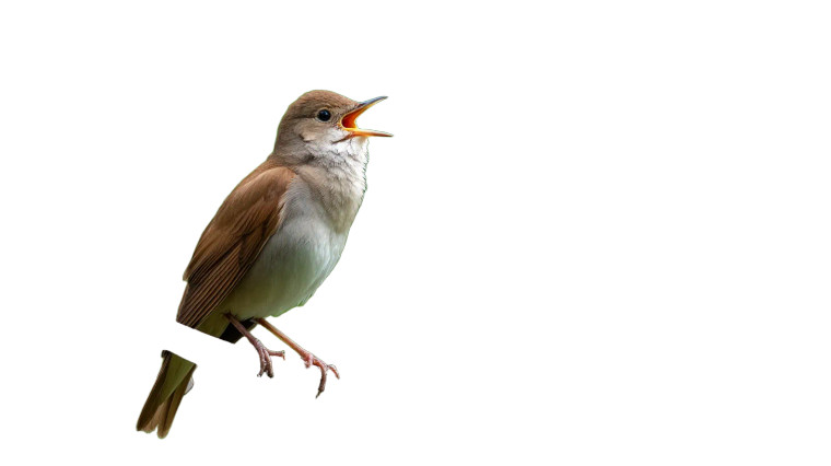 Nightingale On Branch Vinyl Car Decal Sticker – Waterproof & UV-Resistant 