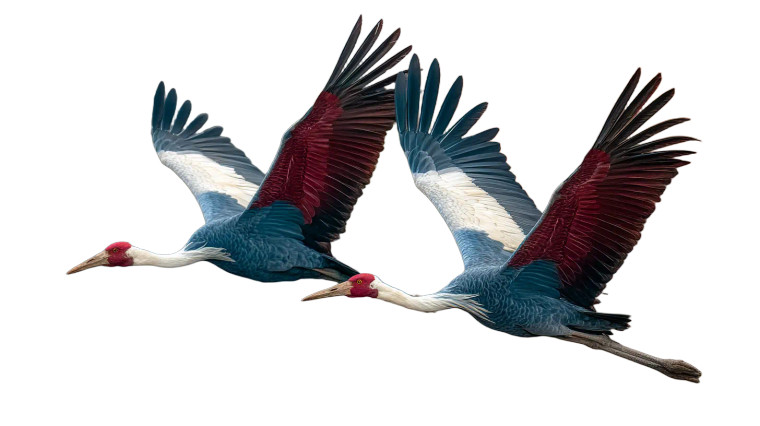 Cranes And Heron Flight Vinyl Car Decal Sticker – Waterproof & UV-Resistant 