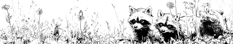 Meadow Raccoons Vinyl Car Decal Sticker – Waterproof & UV-Resistant 