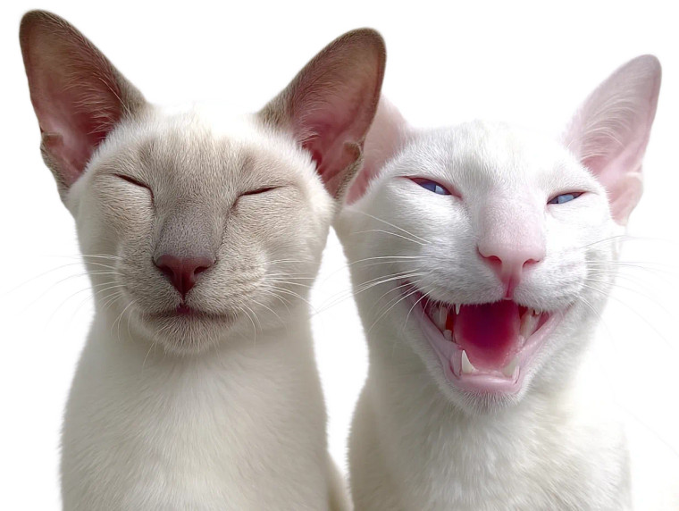 Laughing Cat Duo Vinyl Car Decal Sticker – Waterproof & UV-Resistant 