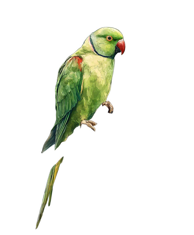 Alexandrine Parakeet Illustration Vinyl Car Decal Sticker – Waterproof & UV-Resistant 