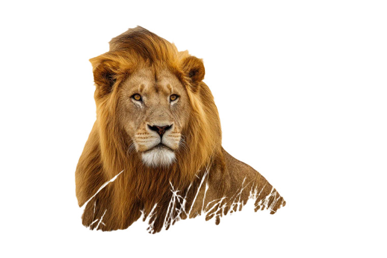 Lion With Man'S Hairstyle Vinyl Car Decal Sticker – Waterproof & UV-Resistant 