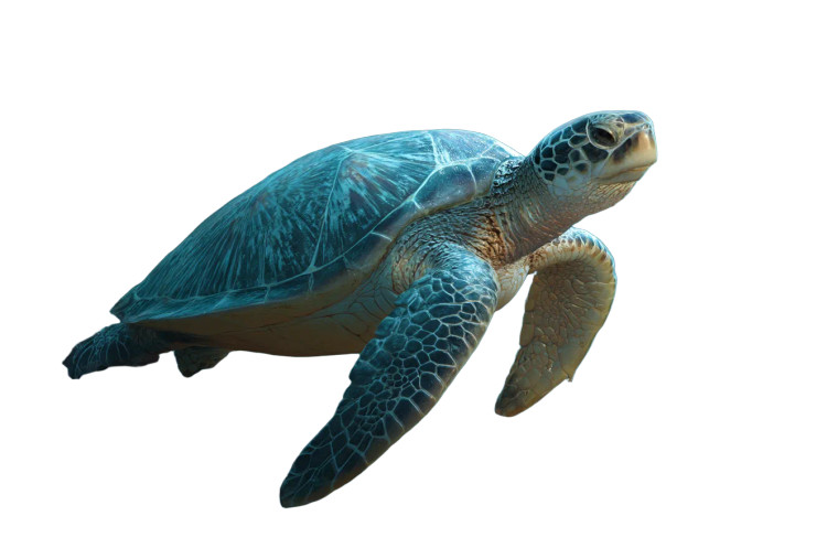 Sea Turtle Illustration Vinyl Car Decal Sticker – Waterproof & UV-Resistant 