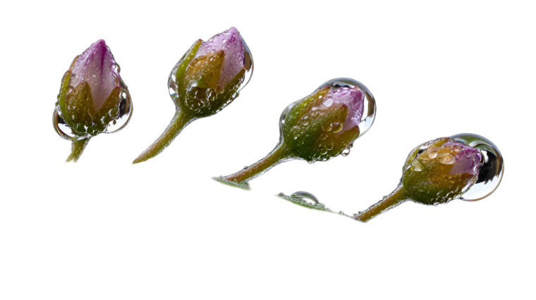 Dewy Flower Buds Vinyl Car Decal Sticker – Waterproof & UV-Resistant 