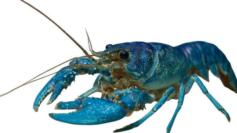 Anthropomorphic Blue Lobster V2 Vinyl Car Decal Sticker – Waterproof & UV-Resistant 