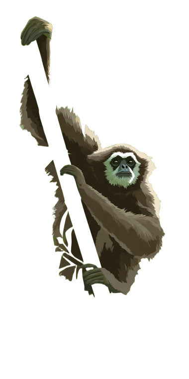 Gibbon On Bamboo Vinyl Car Decal Sticker – Waterproof & UV-Resistant 