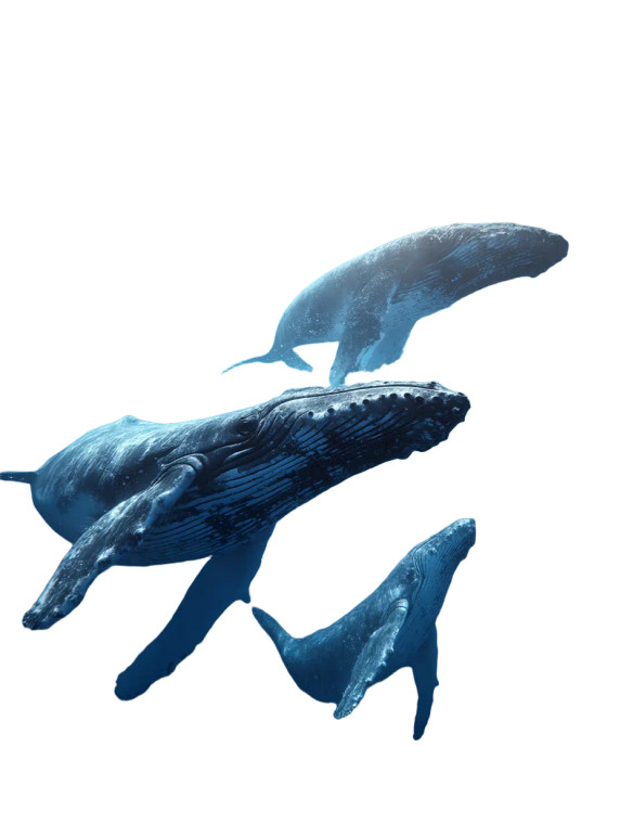 Humpback Whales Ascending Vinyl Car Decal Sticker – Waterproof & UV-Resistant 