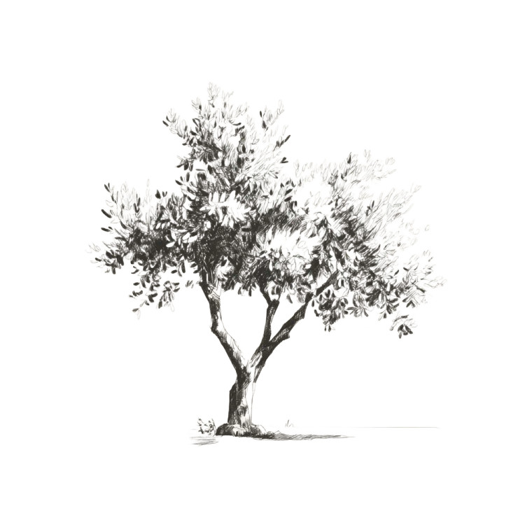 Olive Tree Sketch Vinyl Car Decal Sticker – Waterproof & UV-Resistant 