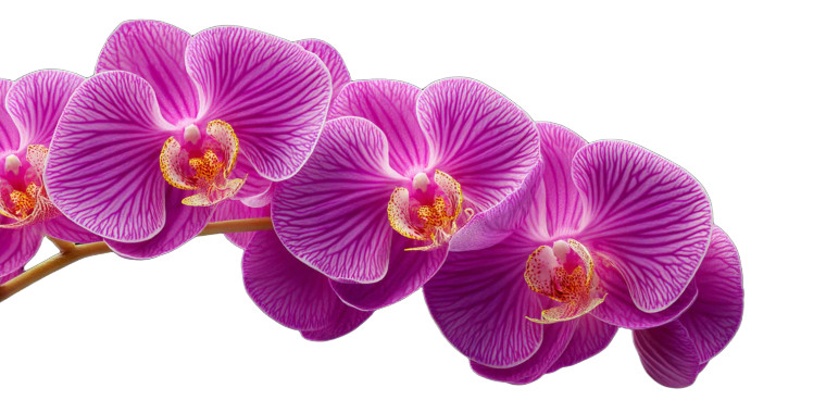 Purple Orchids Vinyl Car Decal Sticker – Waterproof & UV-Resistant 
