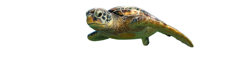 Ocean Turtle Scene Vinyl Car Decal Sticker – Waterproof & UV-Resistant 