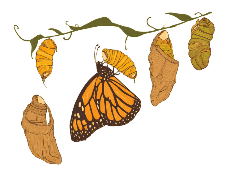 Emerging Butterflies Vinyl Car Decal Sticker – Waterproof & UV-Resistant 