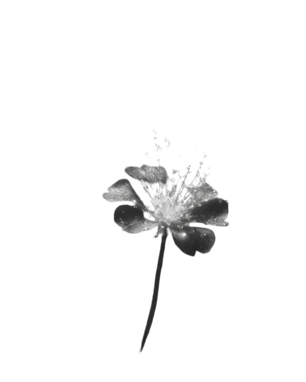 Growing Plant Vinyl Car Decal Sticker – Waterproof & UV-Resistant 