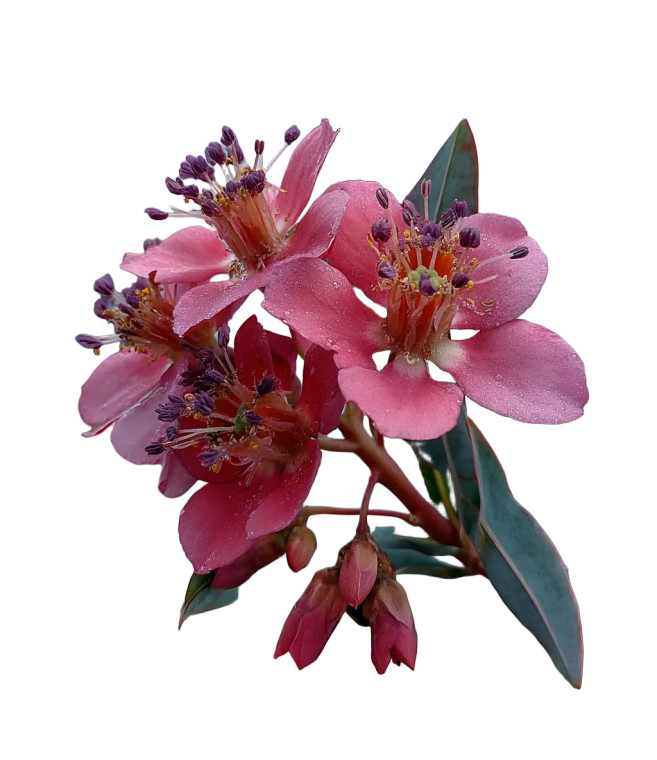 Blooming Euphorbia Vinyl Car Decal Sticker – Waterproof & UV-Resistant 