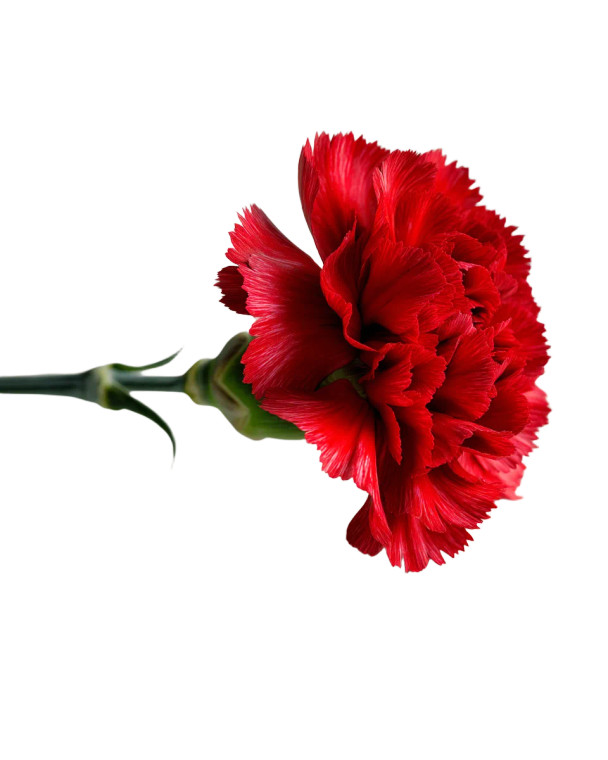 Red Carnation Flower V2 Vinyl Car Decal Sticker – Waterproof & UV-Resistant 