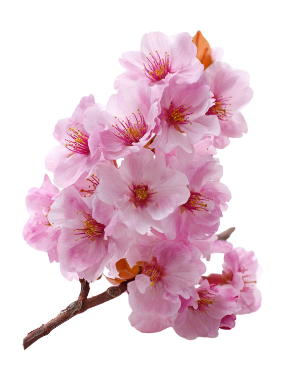 Sakura Flowers V2 Vinyl Car Decal Sticker – Waterproof & UV-Resistant 