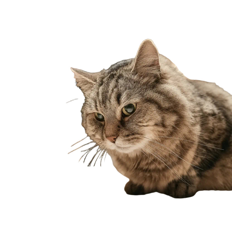 Pet Care Worker Vinyl Car Decal Sticker – Waterproof & UV-Resistant 