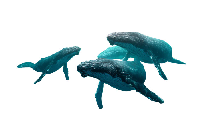 Majestic Whales Swimming Vinyl Car Decal Sticker – Waterproof & UV-Resistant 