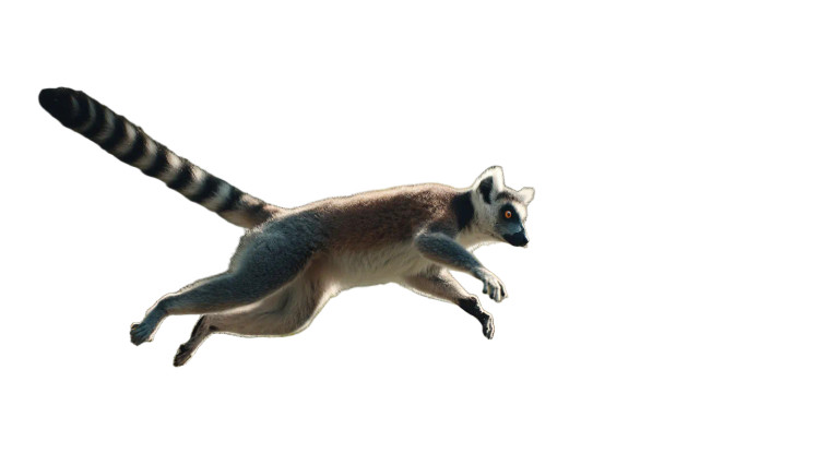Jumping Lemur Vinyl Car Decal Sticker – Waterproof & UV-Resistant 