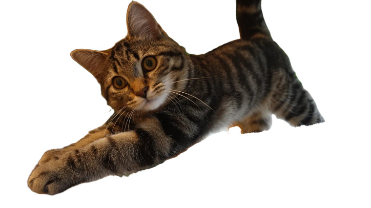 Climbing Cat Vinyl Car Decal Sticker – Waterproof & UV-Resistant 