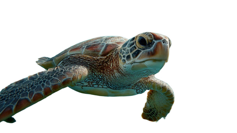 Entangled Sea Turtle V2 Vinyl Car Decal Sticker – Waterproof & UV-Resistant 