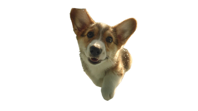 Swimming Baby Corgi Vinyl Car Decal Sticker – Waterproof & UV-Resistant 