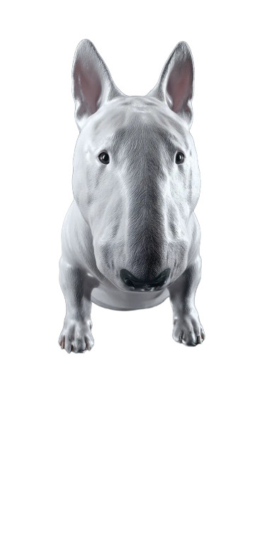 Vacuumed Bull Terrier Vinyl Car Decal Sticker – Waterproof & UV-Resistant 
