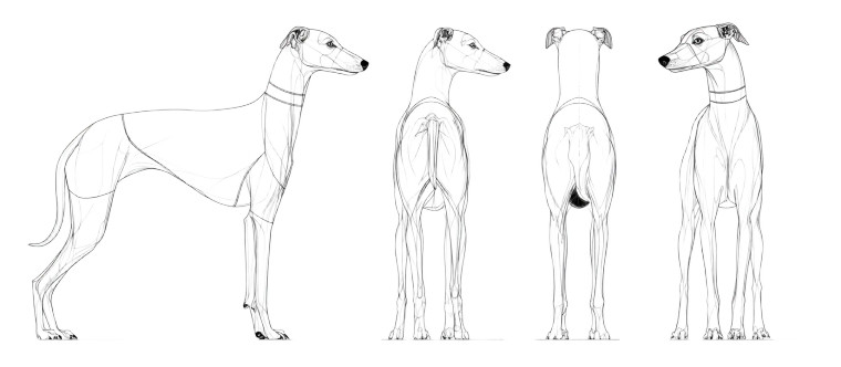 Greyhound Garment Template Vinyl Car Decal Sticker – Waterproof & UV-Resistant 
