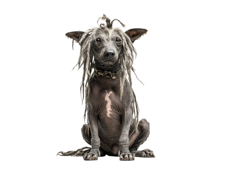 Ugly Stoned Dog Vinyl Car Decal Sticker – Waterproof & UV-Resistant 