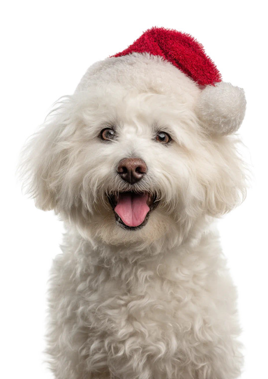 Smiling Bichon Frise V2 Vinyl Car Decal Sticker – Waterproof & UV-Resistant 