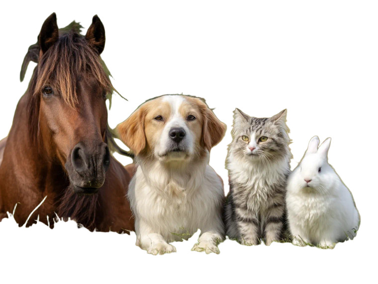 Animals In Field Vinyl Car Decal Sticker – Waterproof & UV-Resistant 