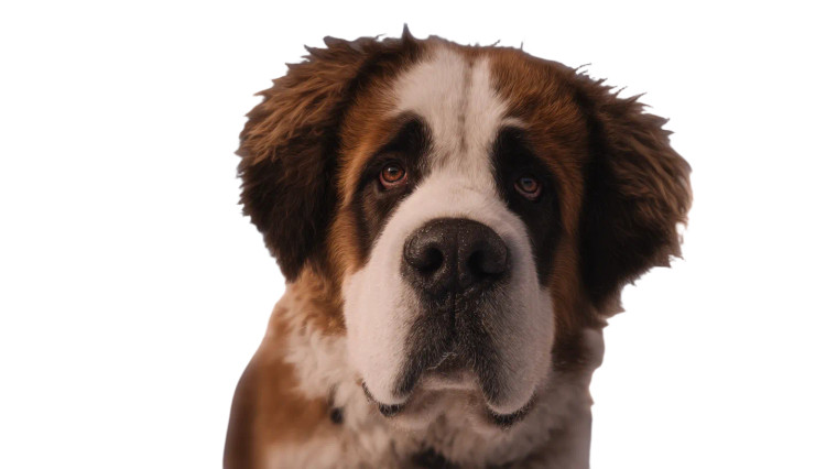 St. Bernard Dog Vinyl Car Decal Sticker – Waterproof & UV-Resistant 