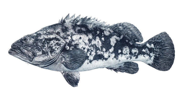 Gyotaku Grouper Vinyl Car Decal Sticker – Waterproof & UV-Resistant 