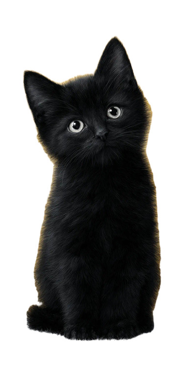 Curious Black Cat V5 Vinyl Car Decal Sticker – Waterproof & UV-Resistant 