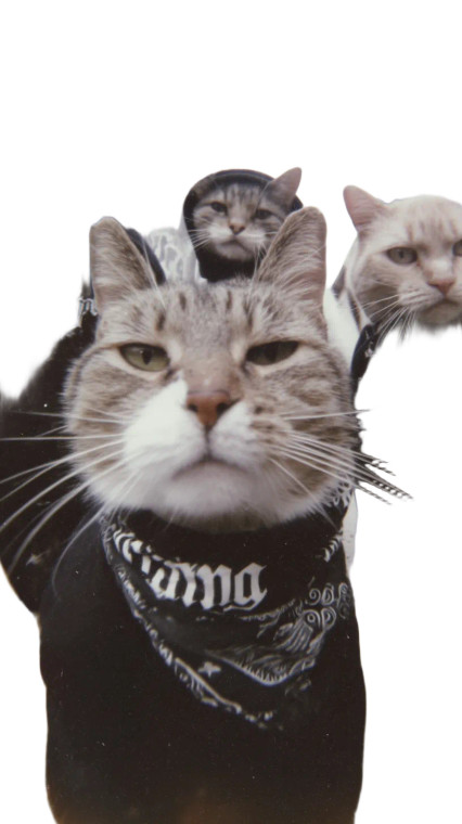 Angry Cat Gang Vinyl Car Decal Sticker – Waterproof & UV-Resistant 