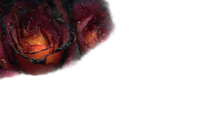 Glowing Thorned Roses Vinyl Car Decal Sticker – Waterproof & UV-Resistant 