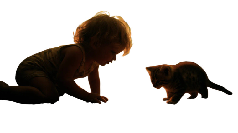 Baby Chases Kitten Vinyl Car Decal Sticker – Waterproof & UV-Resistant 