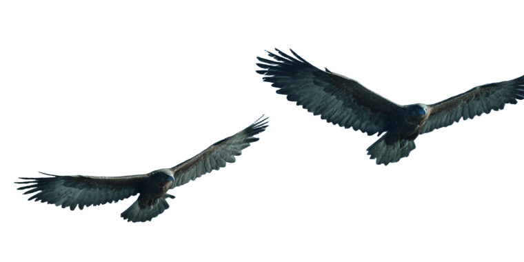 Fantasy Eagles Flight Vinyl Car Decal Sticker – Waterproof & UV-Resistant 