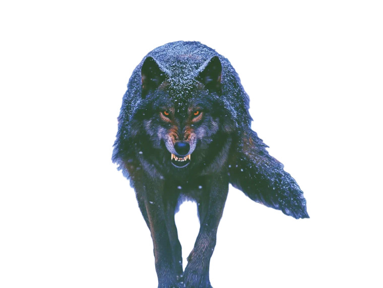 Snowy Wolf Snarl Vinyl Car Decal Sticker – Waterproof & UV-Resistant 