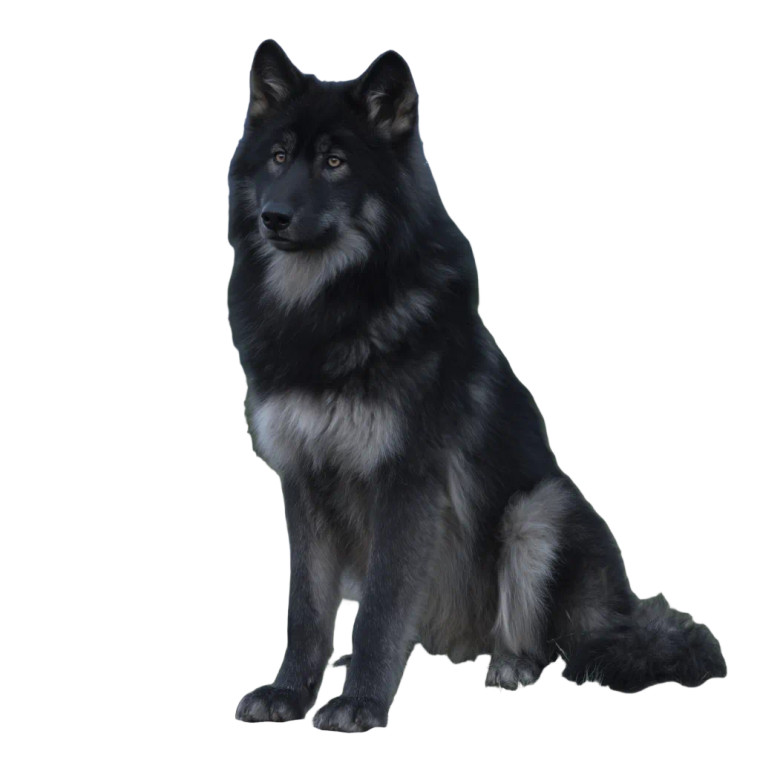 Celestial Wolf Vinyl Car Decal Sticker – Waterproof & UV-Resistant 