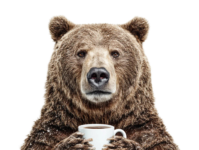 Friendly Grizzly Bear Vinyl Car Decal Sticker – Waterproof & UV-Resistant 