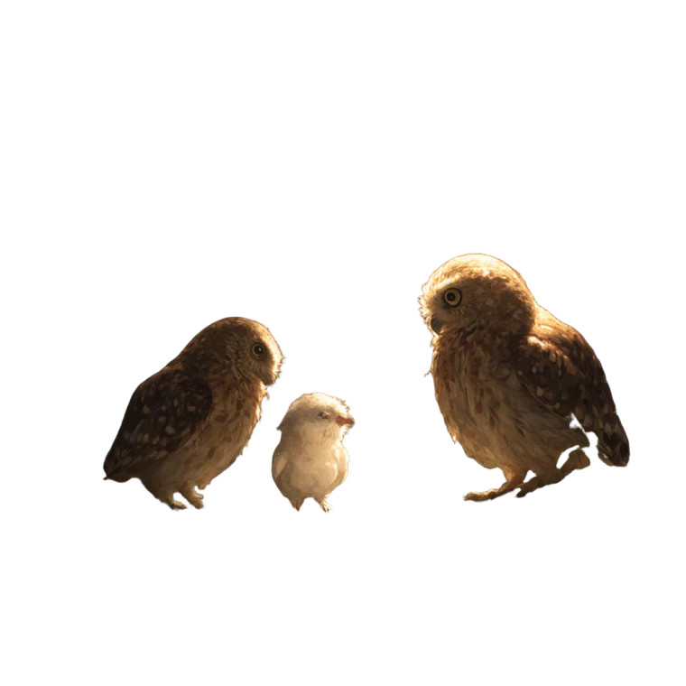 Owls And Seagull Vinyl Car Decal Sticker – Waterproof & UV-Resistant 