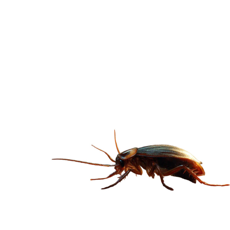 Cockroach On Toy Vinyl Car Decal Sticker – Waterproof & UV-Resistant 